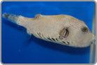 Starry Pufferfish
